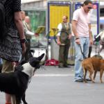 2008 - Jagdhornbläsertreffen St.Gallen